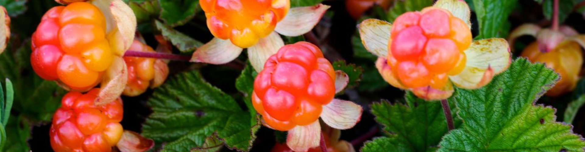 Lapponia Lapponia