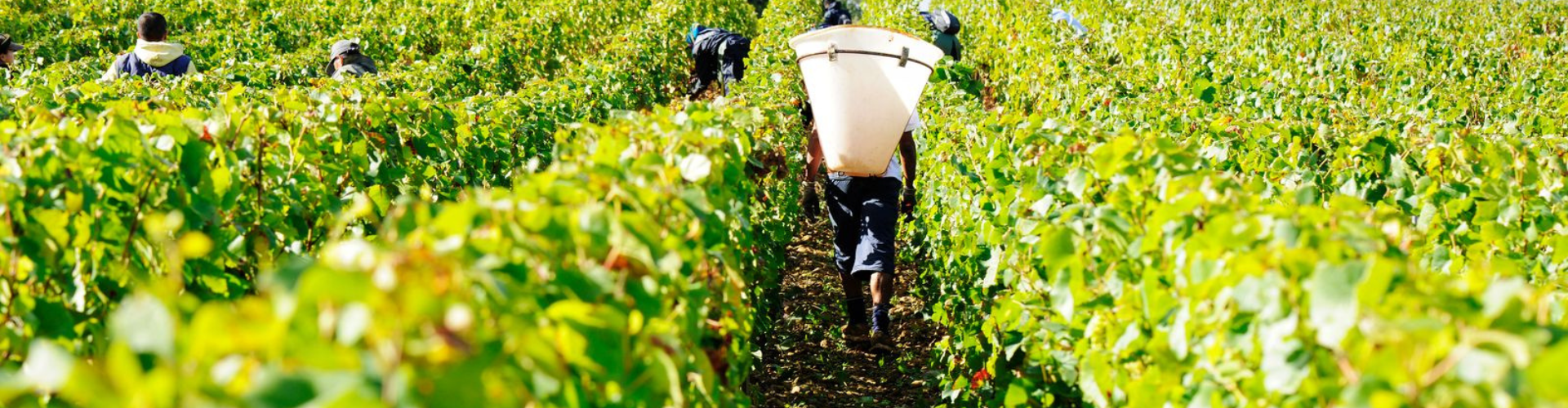 International Pinot Noir Day International Pinot Noir Day